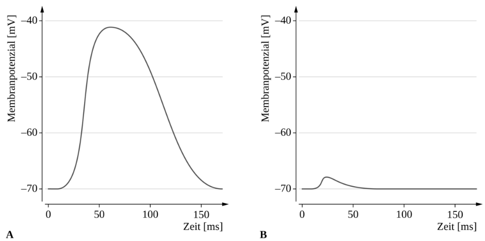 Diagramm mit zwei Membranpotenzial-Verläufen, links ein Aktionspotenzial, rechts eine kleine Depolarisation.